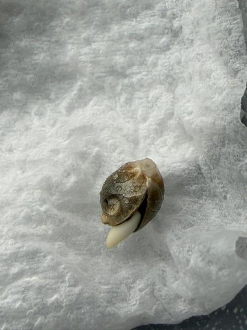 Banana Purple Punch Auto RF3. Week 0