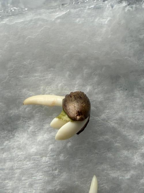 Banana Purple Punch Auto RF3. Week 0