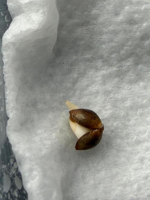 Banana Purple Punch Auto RF3. Week 0