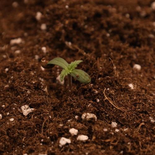 Banana Purple Punch Auto RF3. Week 0