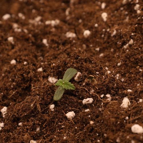 Banana Purple Punch Auto RF3. Week 0