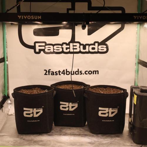 Banana Purple Punch Auto RF3. Week 0