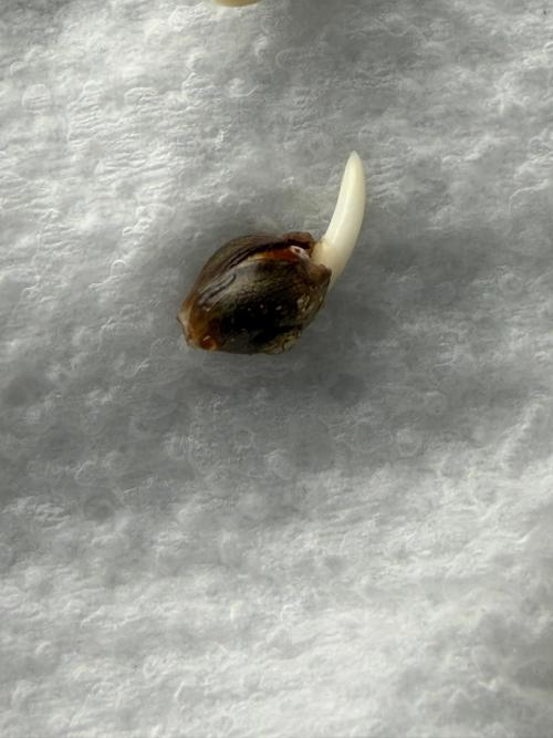 Banana Purple Punch Auto RF3 #2. Week 0