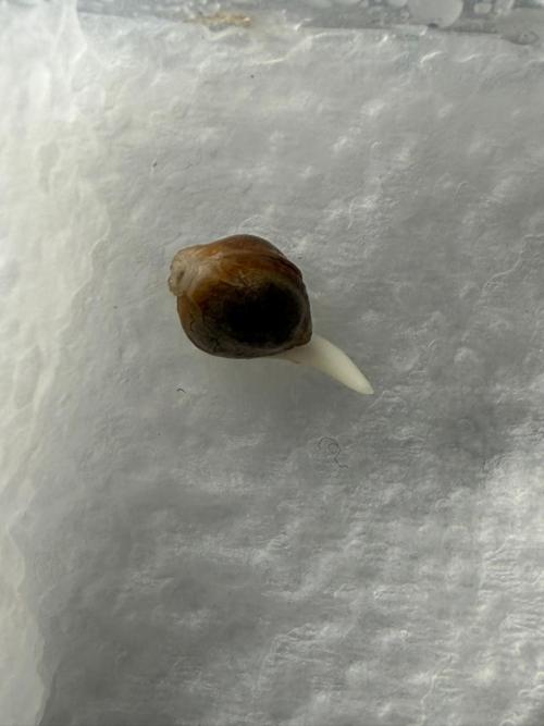 Banana Purple Punch Auto RF3 #2. Week 0