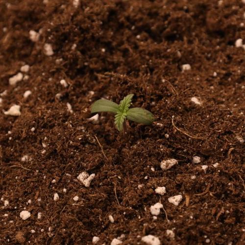 Banana Purple Punch Auto RF3 #2. Week 0