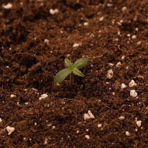 Banana Purple Punch Auto RF3 #2. Week 0