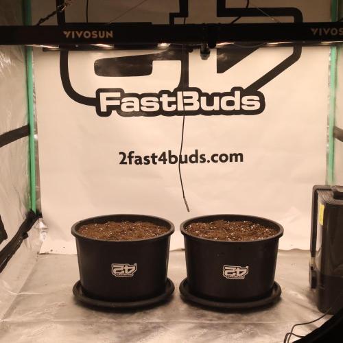 Banana Purple Punch Auto RF3 #2. Week 0