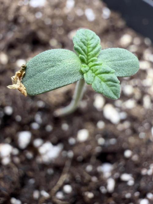 GG4 Sherbert FF. Week 0