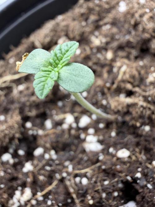 GG4 Sherbert FF. Week 0