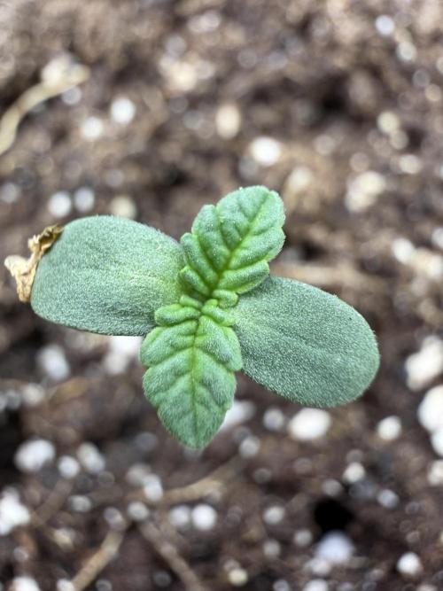 GG4 Sherbert FF. Week 0