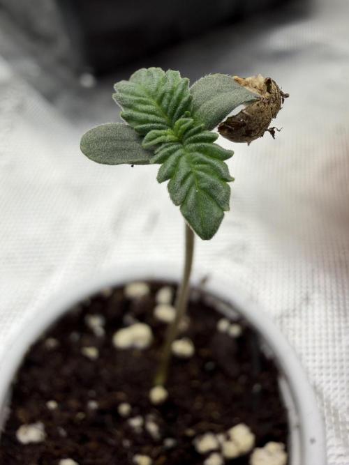 Mixed Photoperiod. Week 0