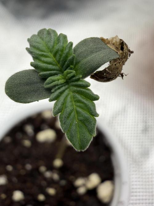 Mixed Photoperiod. Week 0