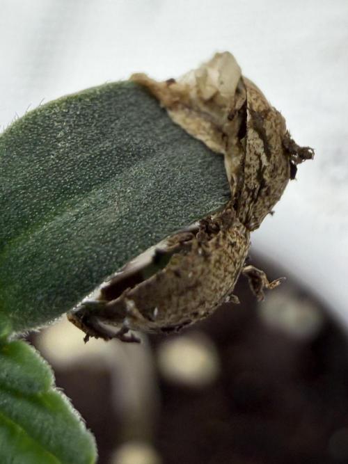 Mixed Photoperiod. Week 0