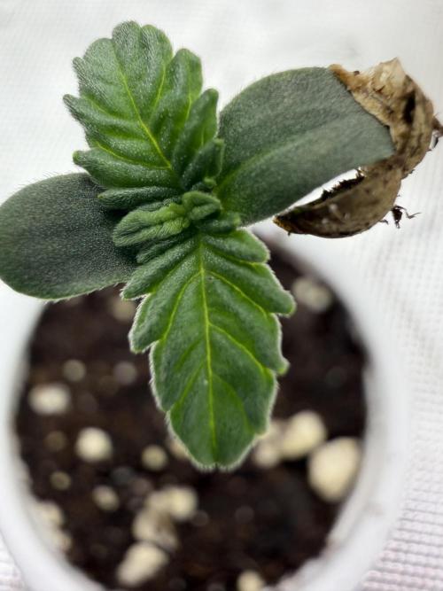 Mixed Photoperiod. Week 0