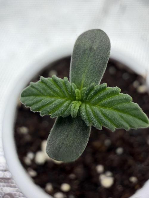 Papaya Sherbert. Week 0