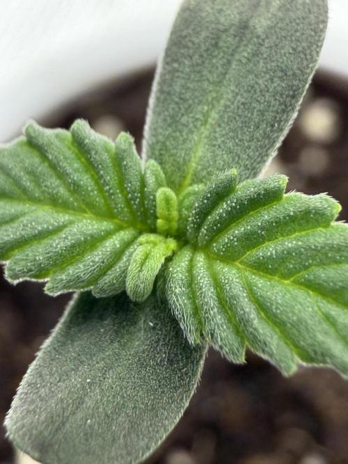 Papaya Sherbert. Week 0