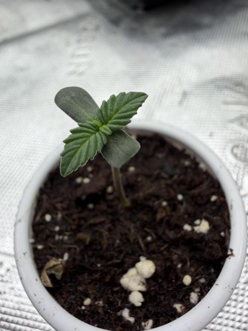 Papaya Sherbert. Week 0