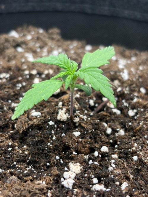 Banana Purple Punch Auto RF3. Week 1