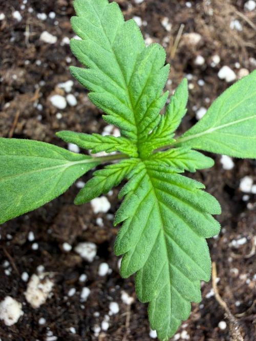 Banana Purple Punch Auto RF3. Week 1