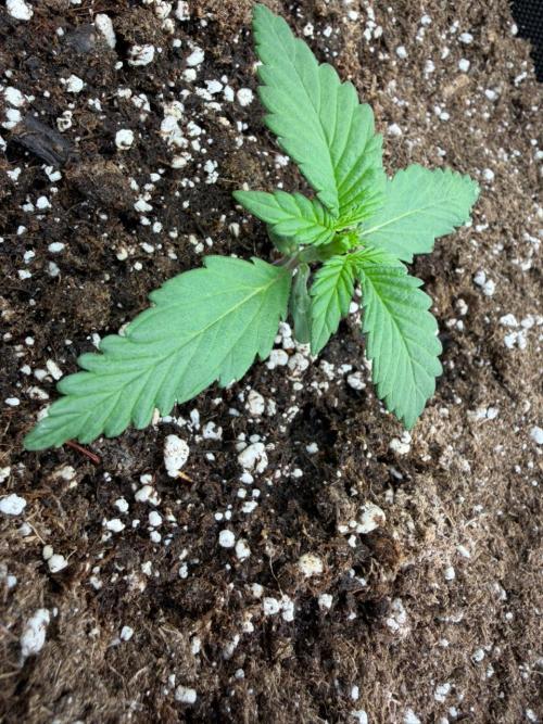 Banana Purple Punch Auto RF3. Week 1