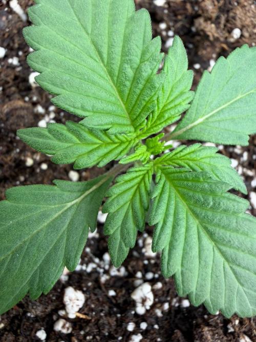 Banana Purple Punch Auto RF3. Week 1