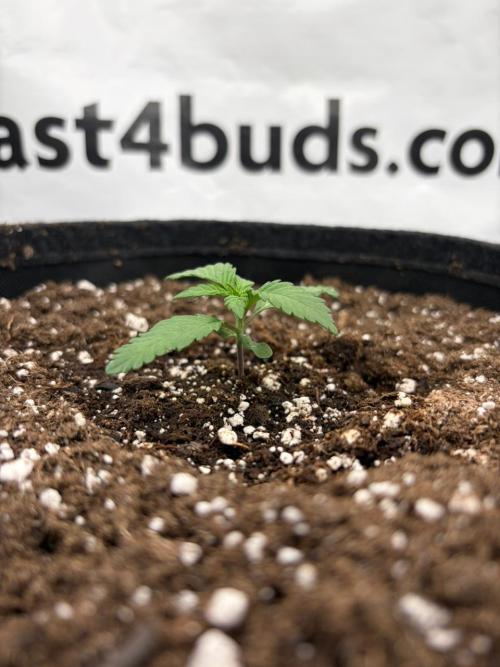 Banana Purple Punch Auto RF3. Week 1