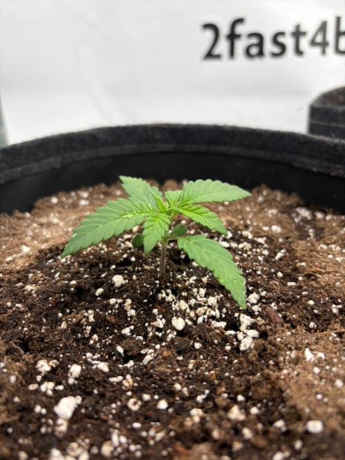 Banana Purple Punch Auto RF3. Week 1