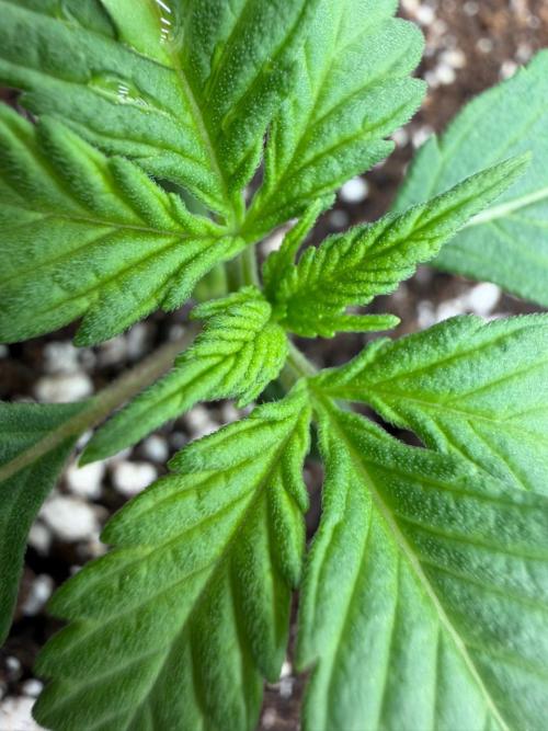 Banana Purple Punch Auto RF3. Week 1