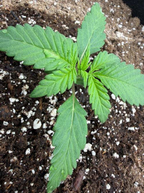 Banana Purple Punch Auto RF3. Week 1