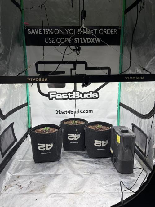 Banana Purple Punch Auto RF3. Week 1