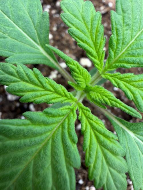 Banana Purple Punch Auto RF3 #2. Week 1