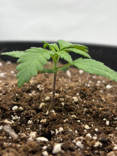 Banana Purple Punch Auto RF3 #2. Week 1