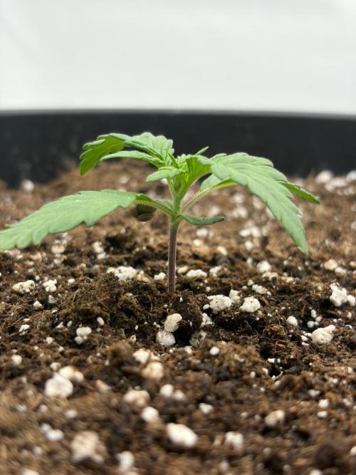 Banana Purple Punch Auto RF3 #2. Week 1