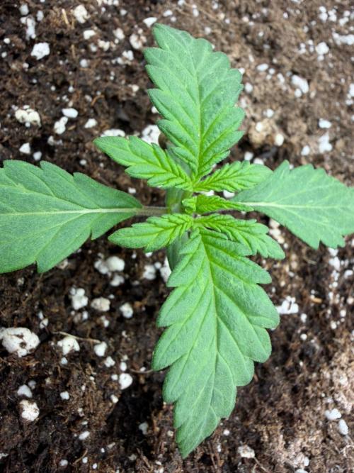 Banana Purple Punch Auto RF3 #2. Week 1