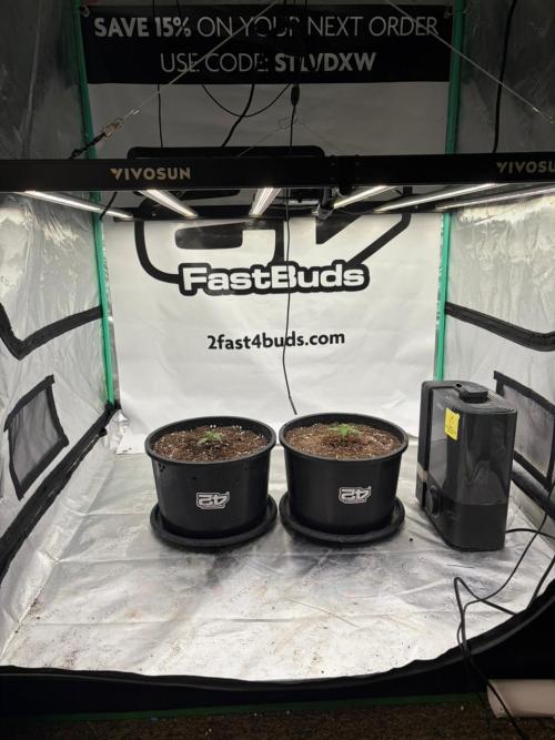 Banana Purple Punch Auto RF3 #2. Week 1