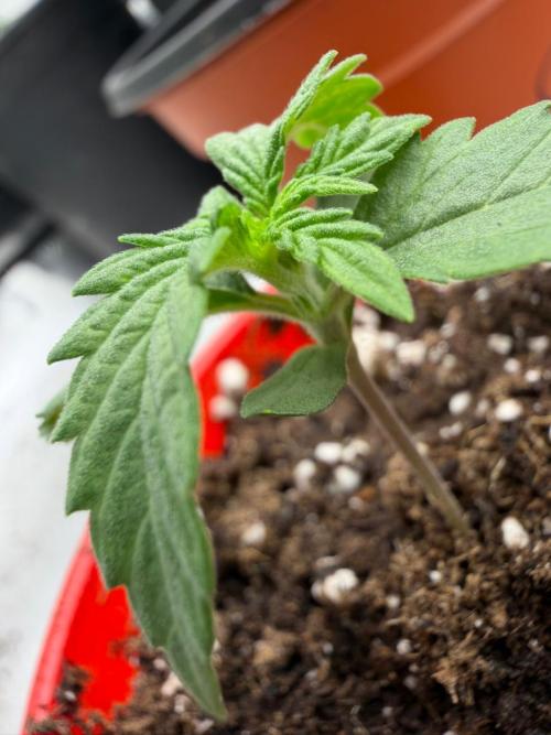 Papaya Sherbert. Week 1