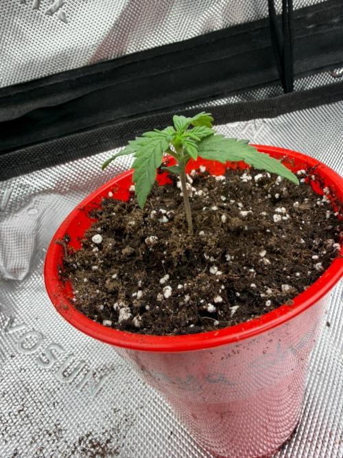 Papaya Sherbert. Week 1