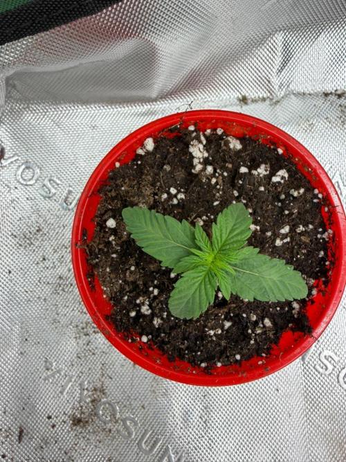 Papaya Sherbert. Week 1