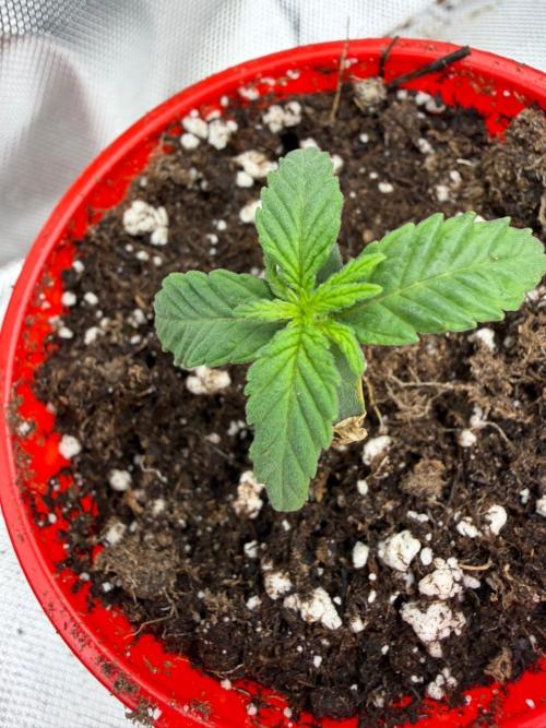 Mixed Photoperiod. Week 1