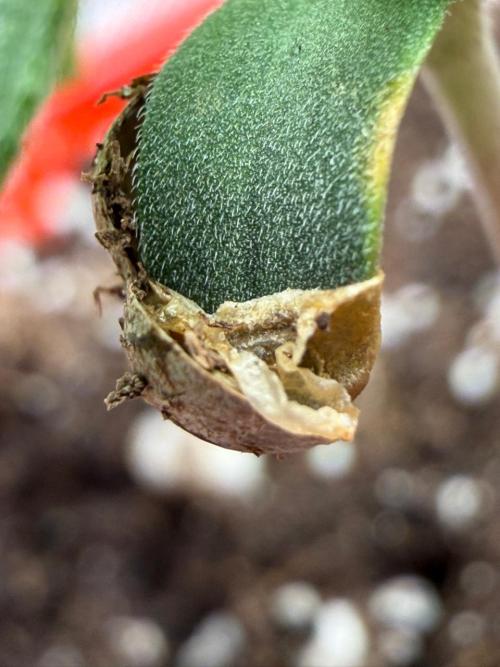 Mixed Photoperiod. Week 1