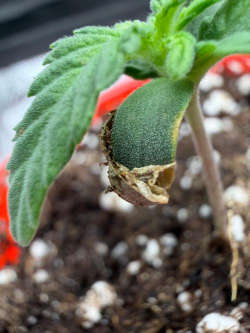 Mixed Photoperiod. Week 1