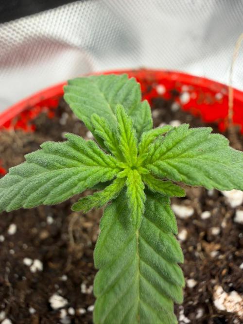 Mixed Photoperiod. Week 1