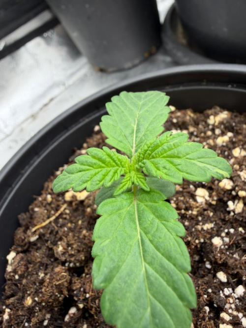 GG4 Sherbert FF. Week 1