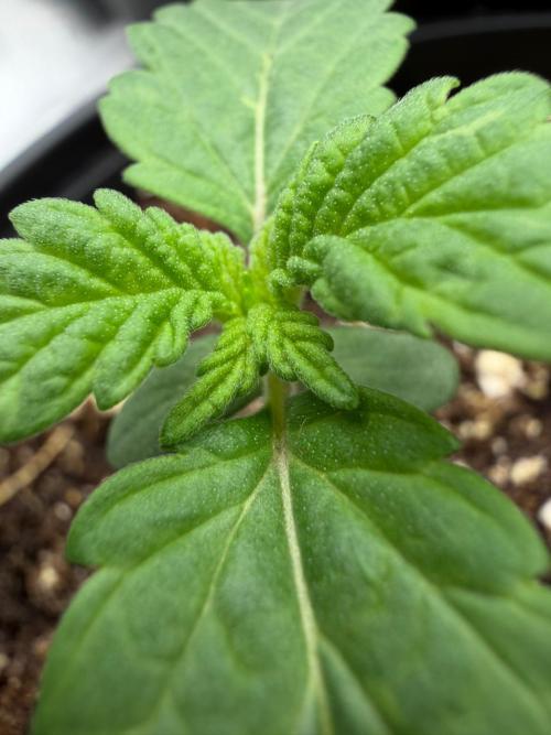 GG4 Sherbert FF. Week 1