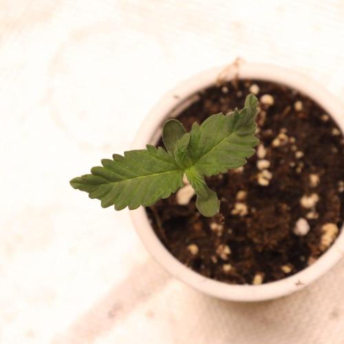 Orange Sherbert FF. Week 0