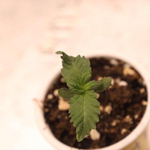 Orange Sherbert FF. Week 0