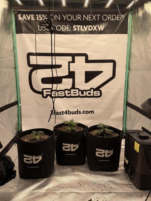 Banana Purple Punch Auto RF3. Week 2