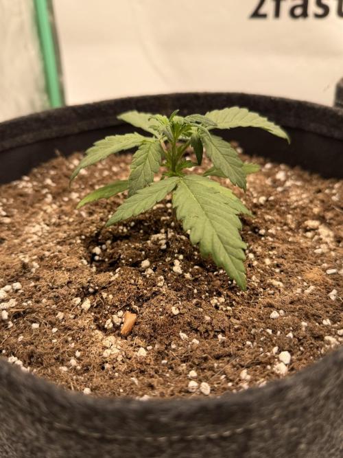 Banana Purple Punch Auto RF3. Week 2