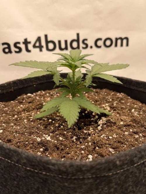 Banana Purple Punch Auto RF3. Week 2