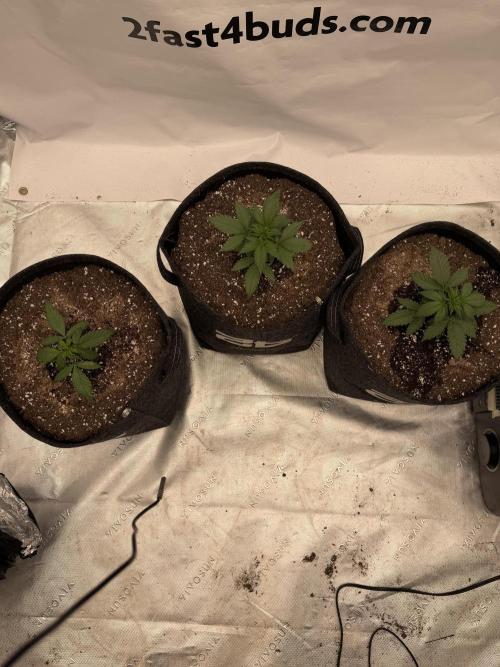 Banana Purple Punch Auto RF3. Week 2